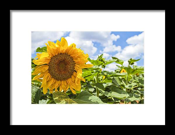 Israel Framed Print featuring the photograph Sunflower by Eyal Bartov