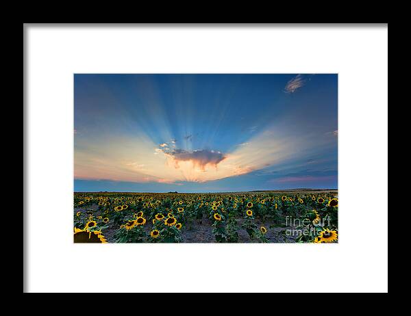 Flowers Framed Print featuring the photograph Sunflower Field at Sunset by Jim Garrison