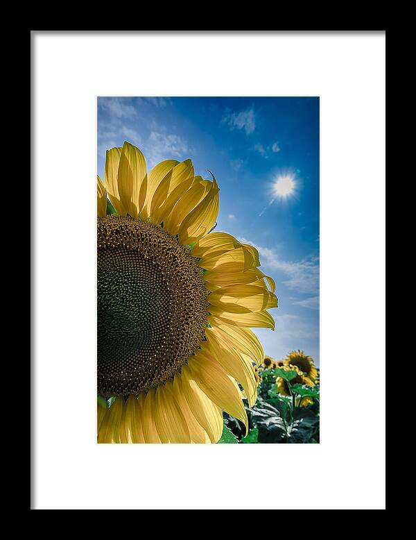 Sunflower Framed Print featuring the photograph Sunflower Flower Sun by Rick Bartrand