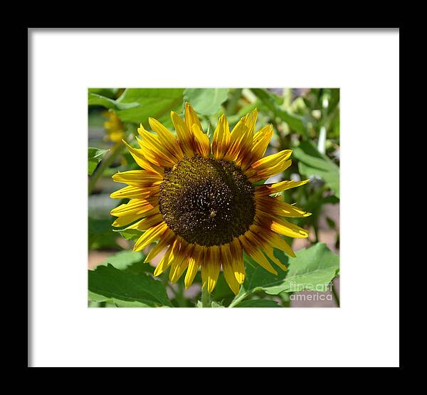 Sunflower Glory Framed Print featuring the photograph Sunflower Glory by Luther Fine Art