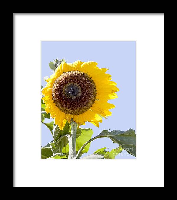 Sunflower Framed Print featuring the photograph Sunflower in the blue sky by David Millenheft
