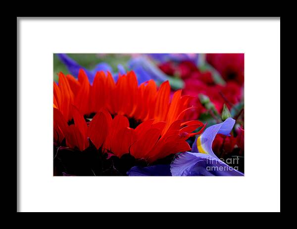 Sunflower Framed Print featuring the photograph Sunflower Iris Love by Jeanette French