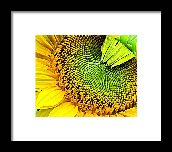 Flowers Framed Print featuring the photograph Kaleidescope Sunflower by Lori Lafargue
