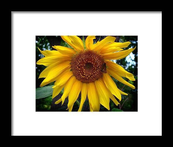 Sunflower Framed Print featuring the photograph Sunflower by Kara Stewart