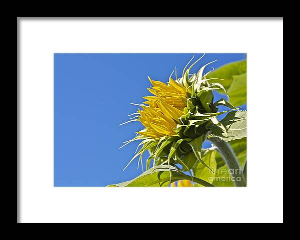 Flowers Framed Print featuring the photograph Sunflower by Linda Bianic