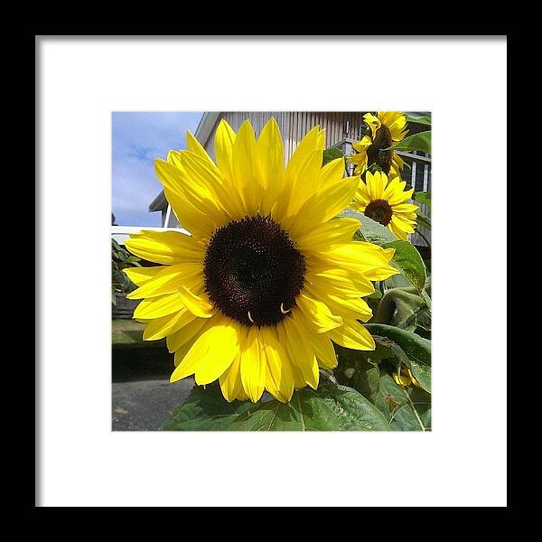 Nofillter Framed Print featuring the photograph Sunflower #nofillter :) by Emelia Garrard