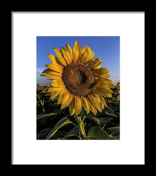 Kansas Framed Print featuring the photograph Sunflower by Rob Graham