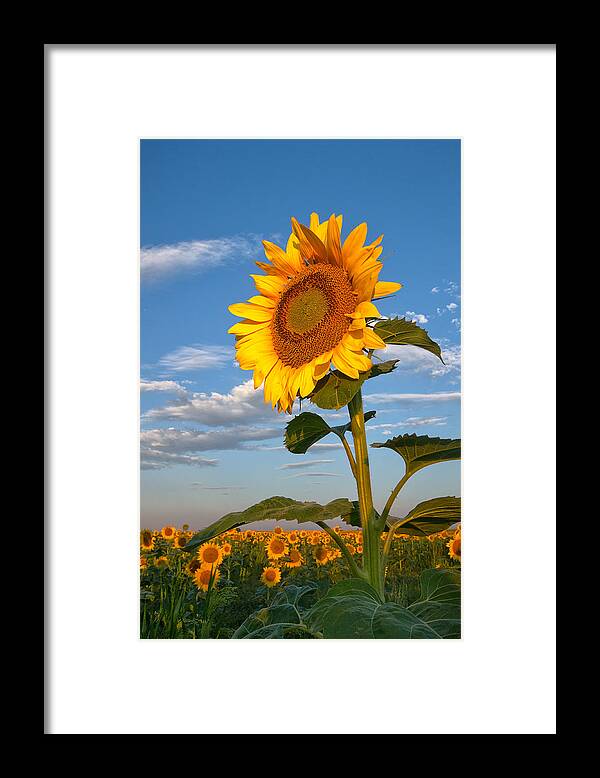 Sunflower Framed Print featuring the photograph Sunflower by Ronda Kimbrow