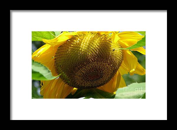 Sunflowers Framed Print featuring the photograph Sunflower Seed head Macro by Rose Santuci-Sofranko