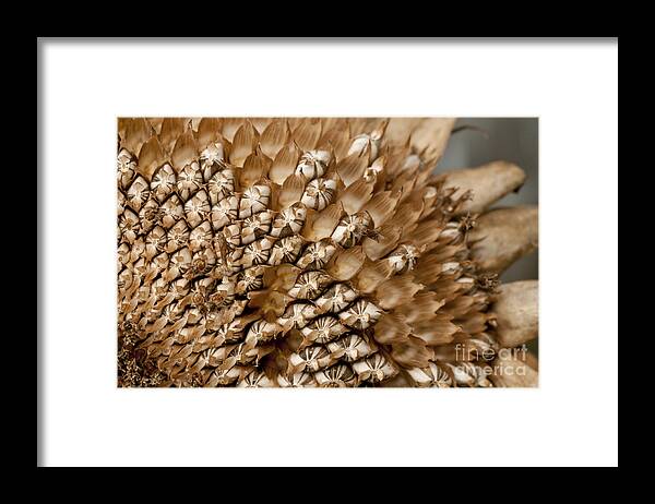 Autumn Framed Print featuring the photograph Sunflower Seed Head by Wilma Birdwell