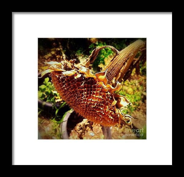 Sunflower Framed Print featuring the photograph Sunflower Seedless 1 by James Aiken