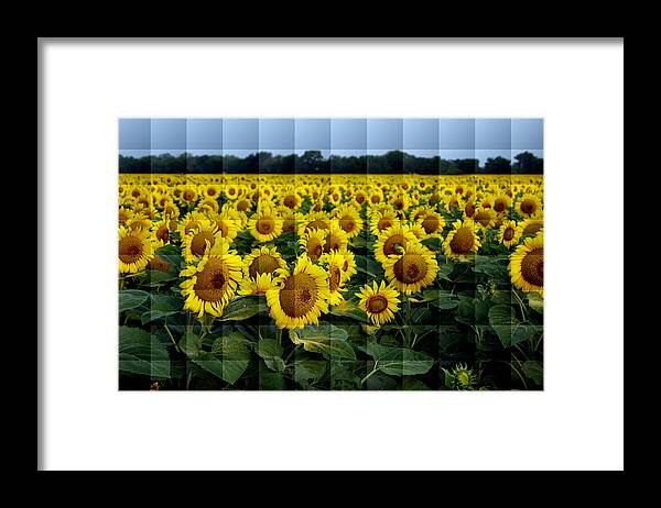 Sunflower Framed Print featuring the photograph Sunflower Squared by Kathy Churchman