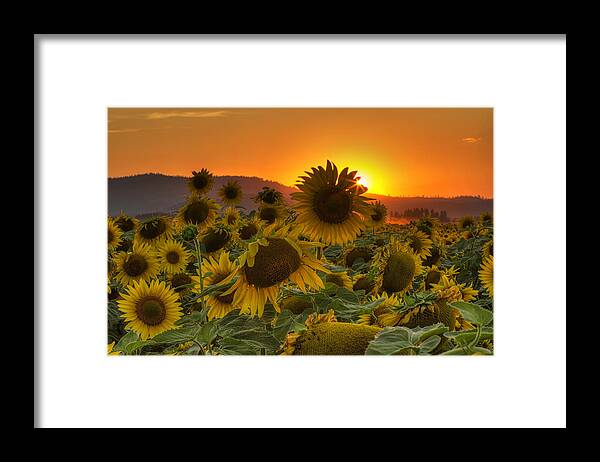 Sunflower Framed Print featuring the photograph Sunflower Sun Rays by Mark Kiver