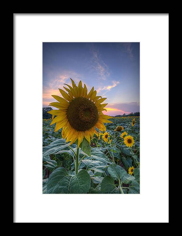 Sunflower Framed Print featuring the photograph Sunflower Sunset by Michael Donahue