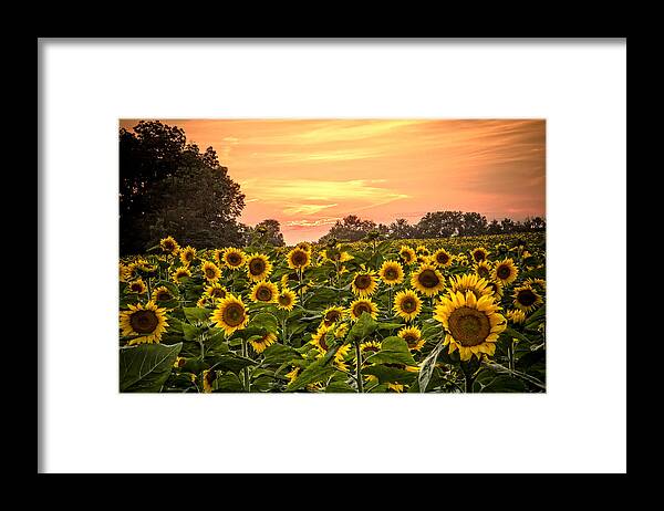 Made In America Framed Print featuring the photograph Sunflower Sunset by Steven Bateson