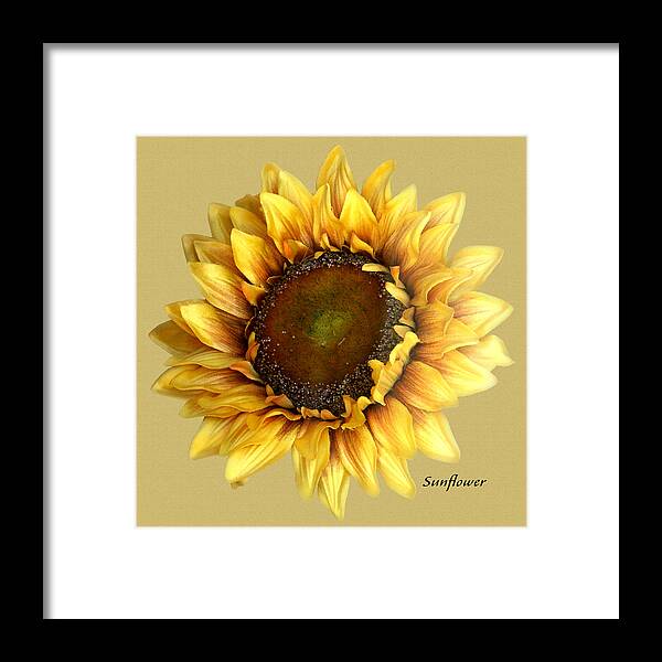 Floral Framed Print featuring the digital art Sunflower by Tom Romeo