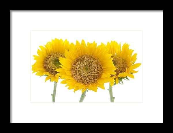 Sunflower Framed Print featuring the photograph Sunflower Trio by Patty Colabuono