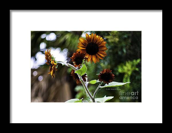 Sunflower Framed Print featuring the photograph Sunflower V. 'Velvet Queen' by Richard J Thompson 