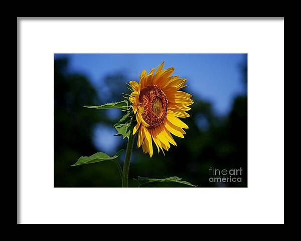 Sunflower Framed Print featuring the photograph Sunflower With Honeybee by Catherine Sherman