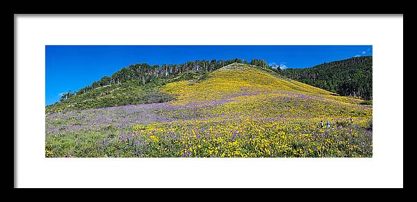Photography Framed Print featuring the photograph Sunflowers And Larkspur Wildflowers by Panoramic Images