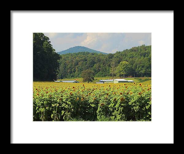 Sunflower Framed Print featuring the photograph Sunflowers And Mountain View 2 by Cathy Lindsey