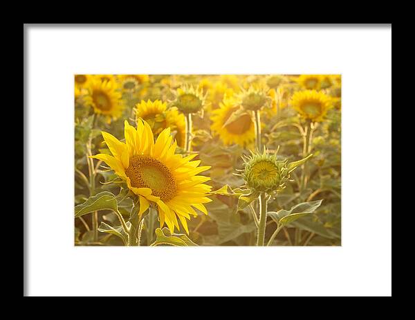 Landscape Framed Print featuring the photograph Sunflowers by David Quinn