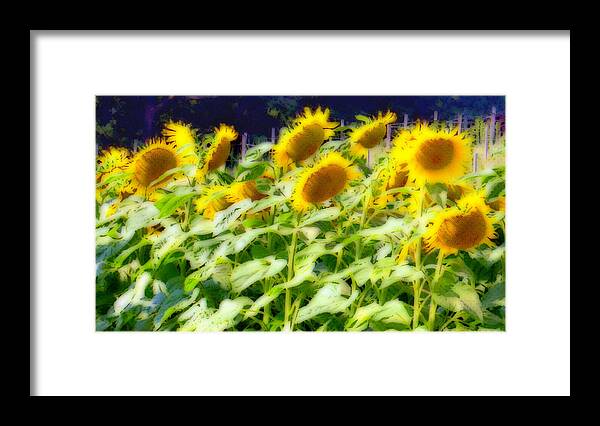 Massachusetts Framed Print featuring the photograph Sunflowers in Abstract by Caroline Stella