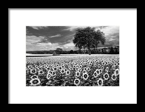 American Framed Print featuring the photograph Sunflowers in Black and White by Debra and Dave Vanderlaan