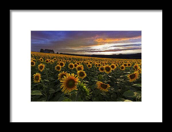 Appalachia Framed Print featuring the photograph Sunflowers Oil Painting by Debra and Dave Vanderlaan