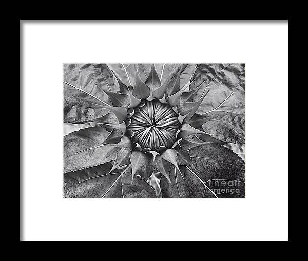 Sunflower Framed Print featuring the photograph Sunflower's Shades of Grey by Elizabeth Dow
