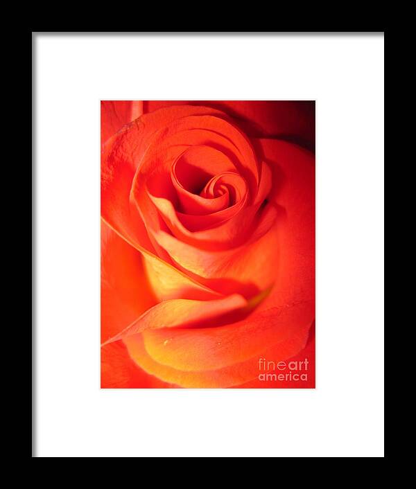 Floral Framed Print featuring the photograph Sunkissed Orange Rose 10 by Tara Shalton