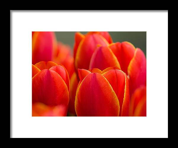 Sunkissed Tulips Framed Print featuring the photograph Sunkissed Tulips by Jordan Blackstone