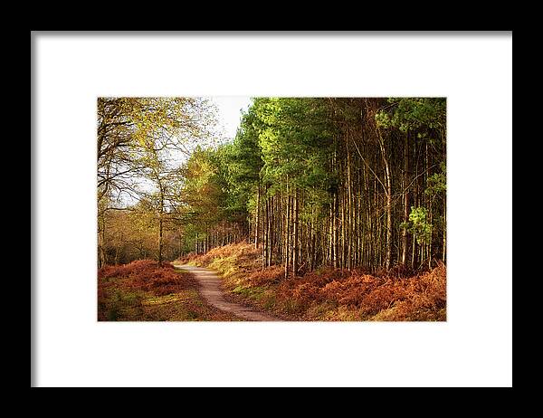 Scenics Framed Print featuring the photograph Sunlight Across Trees In Cannock Chase by Verity E. Milligan