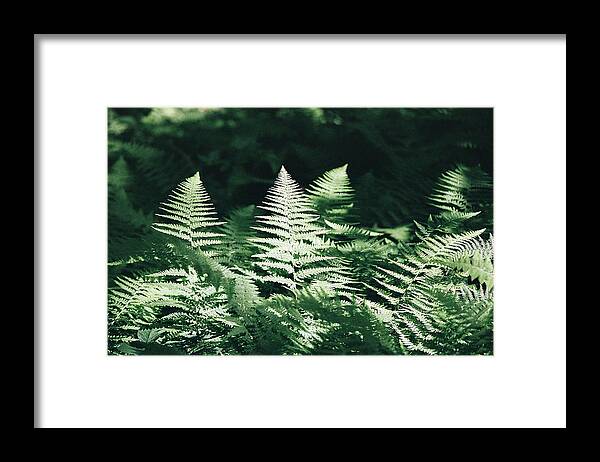 Nature Framed Print featuring the photograph Sunlight and Shadows-Algonquin Ferns by David Porteus