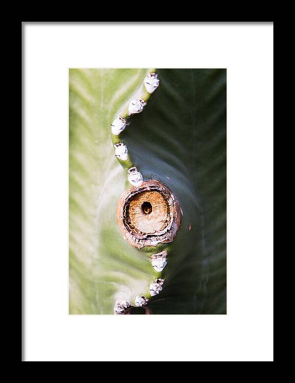 Botanical Framed Print featuring the photograph Sunlight Split on Cactus Knot by John Wadleigh
