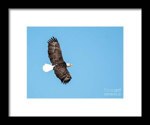 Bird Framed Print featuring the photograph Sunlit Bald Eagle by Cheryl Baxter