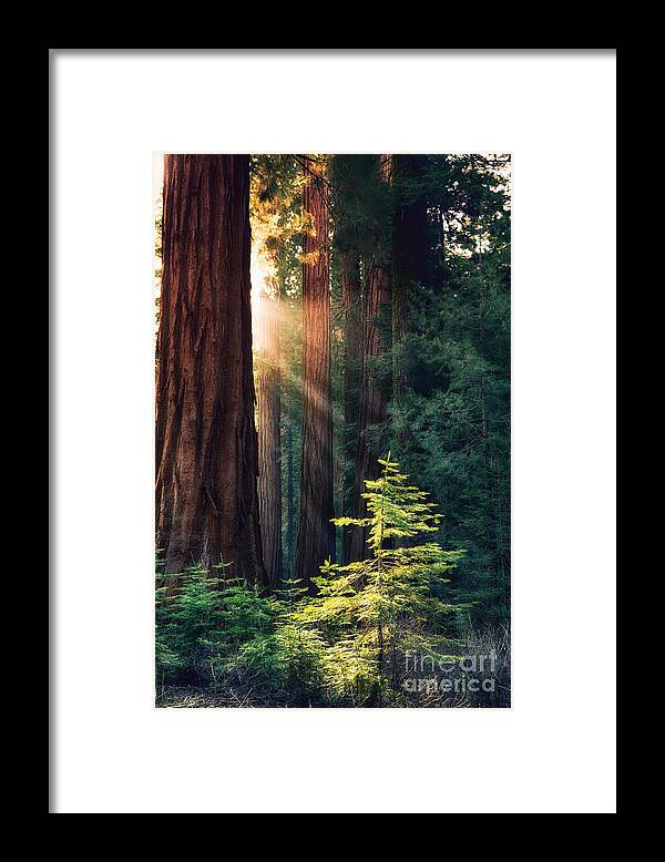 Redwood Framed Print featuring the photograph Sunlit from Heaven by Jane Rix