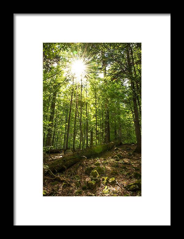Forest Framed Print featuring the photograph Sunlit Primeval Forest by Andreas Berthold