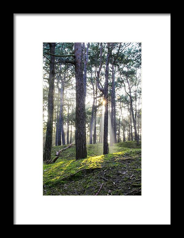 Trees Framed Print featuring the photograph Sunlit Trees by Spikey Mouse Photography