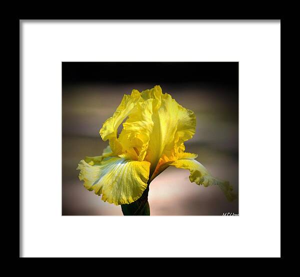 Sunlit Yellow Iris Framed Print featuring the photograph Sunlit Yellow Iris by Maria Urso