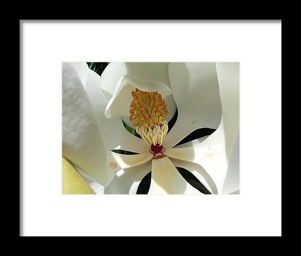 Magnolia Framed Print featuring the photograph Sunny and Shy Magnolia by Caryl J Bohn