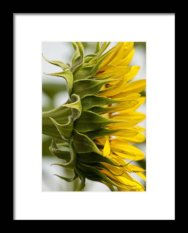 Bloom Framed Print featuring the photograph Sunny Side by Christi Kraft