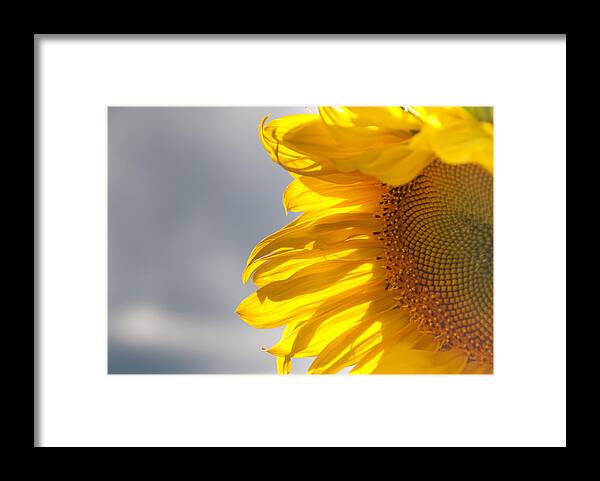 Sunflower Framed Print featuring the photograph Sunny Sunflower by Cheryl Baxter