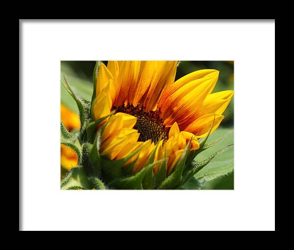 Flower Framed Print featuring the photograph Sunny Sunflower by Jane Luxton