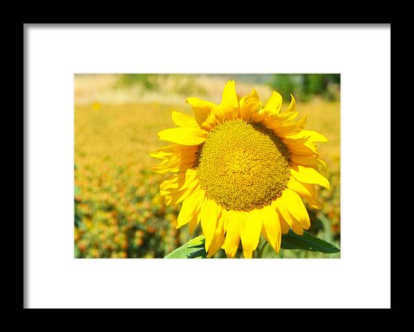 Sunflower Framed Print featuring the photograph Sunny Sunflower by Marilyn MacCrakin
