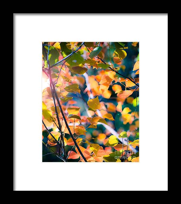 Nature Framed Print featuring the photograph Sunny Yellow Leaves by Sonja Quintero