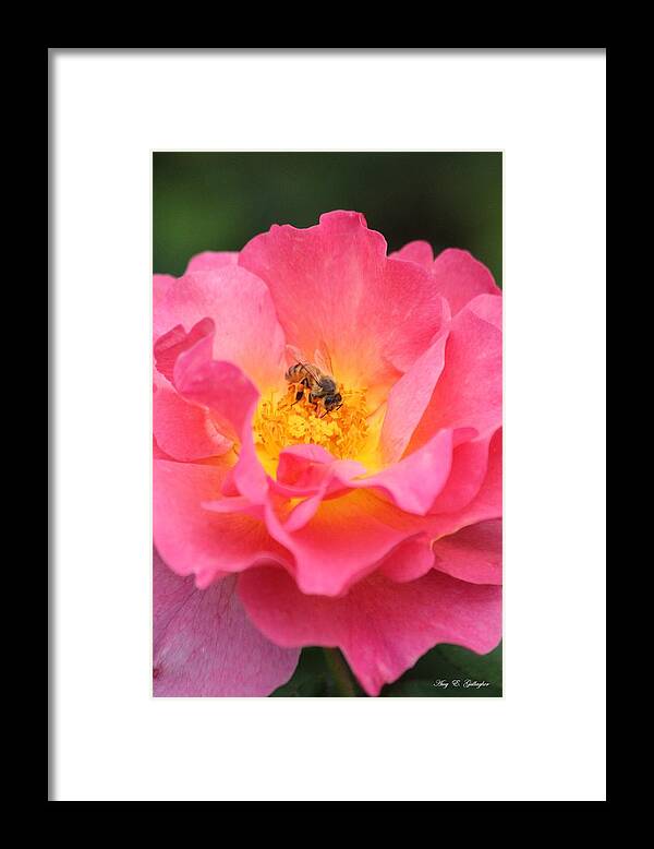 Honey Bee Framed Print featuring the photograph Sunrise by Amy Gallagher