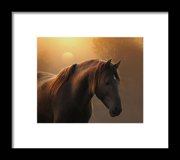 Equine Framed Print featuring the photograph Sunrise on Planet Earth by Ron McGinnis