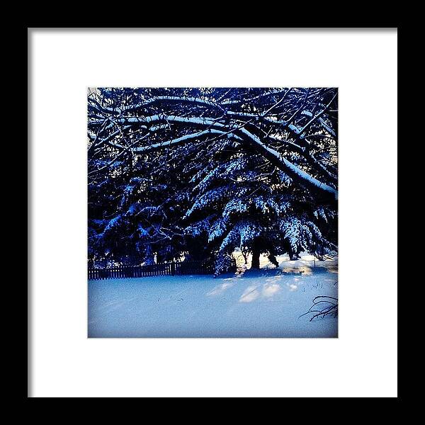  Framed Print featuring the photograph Sunrise Through Snowy Branches by Frank J Casella