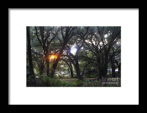 Florida Framed Print featuring the photograph Sunrise Through The Oaks by Janis Lee Colon